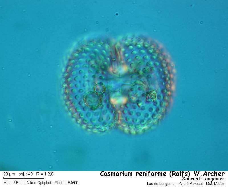Cosmarium reniforme ( Ralfs) W.Archer #81285