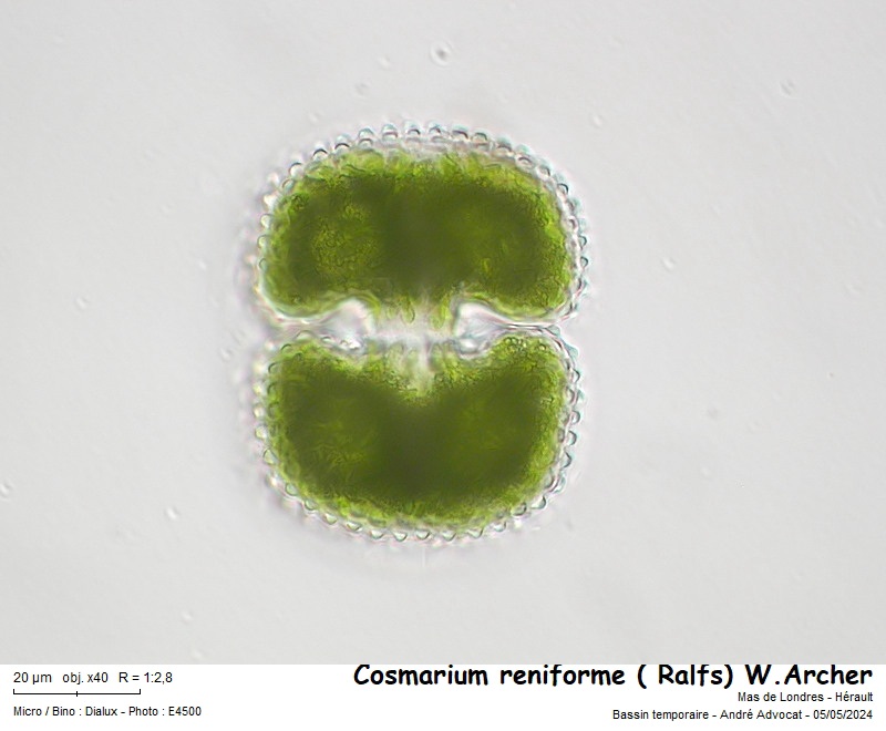 Cosmarium reniforme ( Ralfs) W.Archer #78739