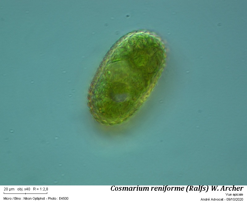 Cosmarium reniforme ( Ralfs) W.Archer #64584