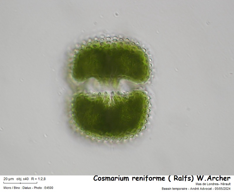 Cosmarium reniforme ( Ralfs) W.Archer #78740