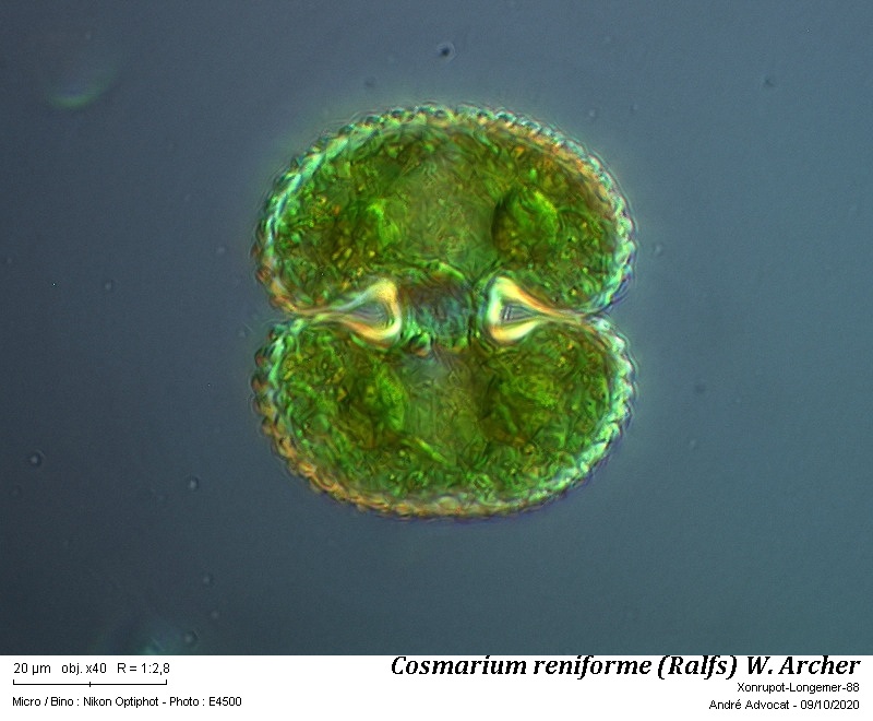 Cosmarium reniforme ( Ralfs) W.Archer #64583