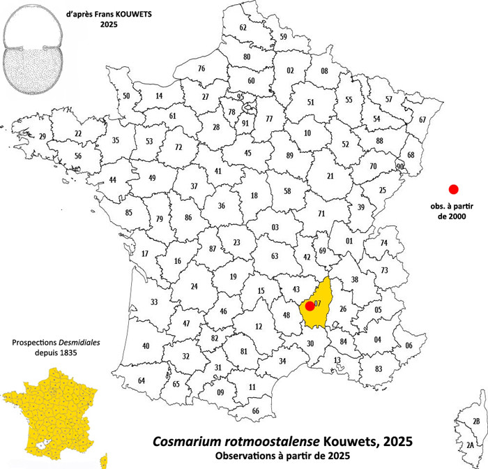 Cosmarium rotmoostalense F.A.C.Kouwets #83627