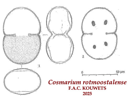 Cosmarium rotmoostalense F.A.C.Kouwets #83630
