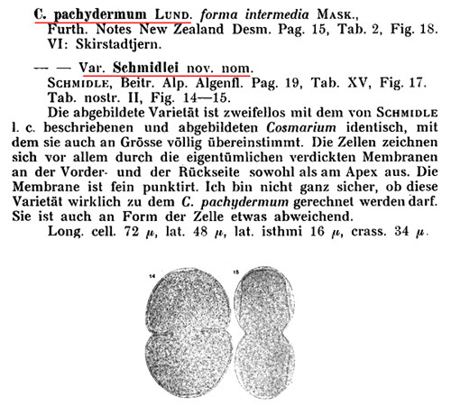 Cosmarium rotmoostalense F.A.C.Kouwets #83628