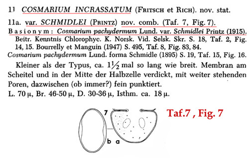 Cosmarium rotmoostalense F.A.C.Kouwets #83629