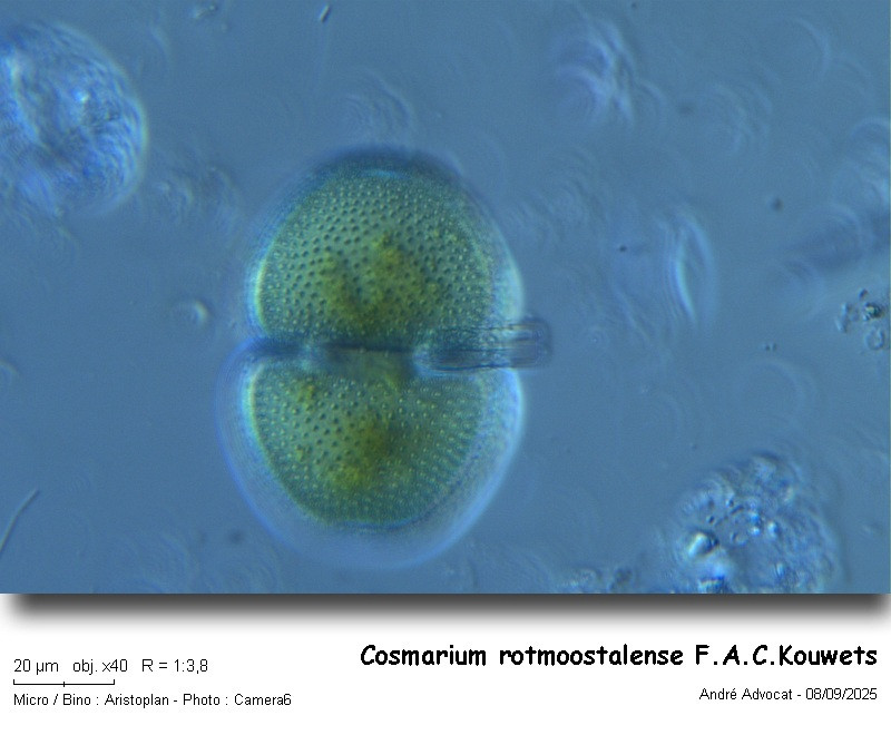 Cosmarium rotmoostalense F.A.C.Kouwets #83611