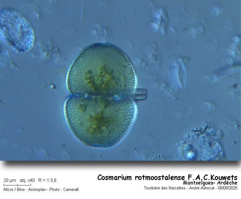 Cosmarium rotmoostalense F.A.C.Kouwets #83610
