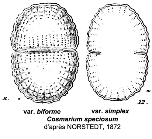 Cosmarium speciosum P. Lundell 1871 #77564