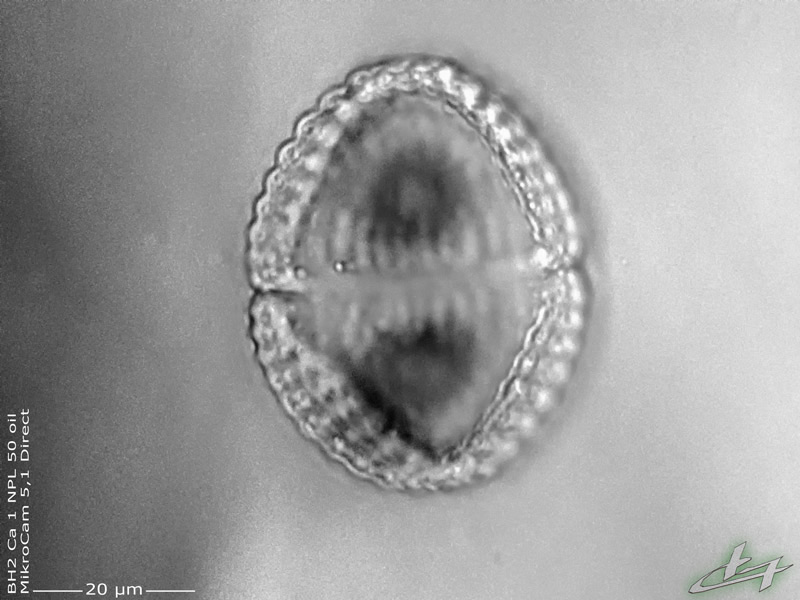 Cosmarium speciosum P. Lundell 1871 #77555