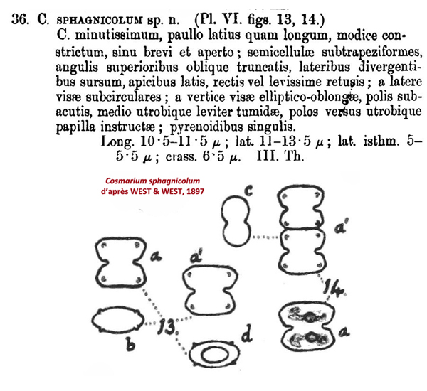 Cosmarium sphagnicola West et G.S.West #77897