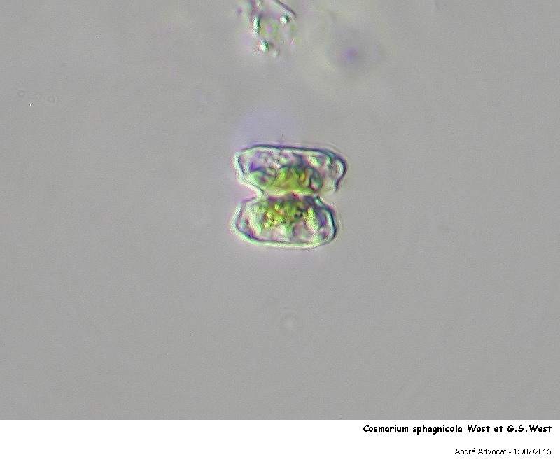 Cosmarium sphagnicola West et G.S.West #79438