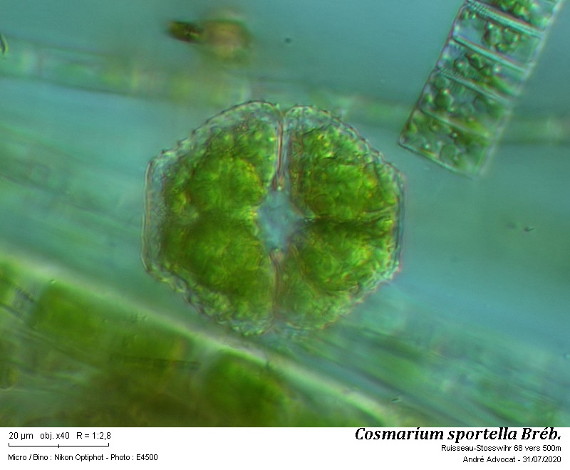 Cosmarium sportella Bréb. var. subnudum W. et G.S. West #64129