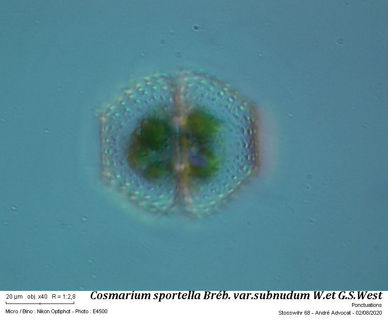 Cosmarium sportella Bréb. var. subnudum W. et G.S. West #64130
