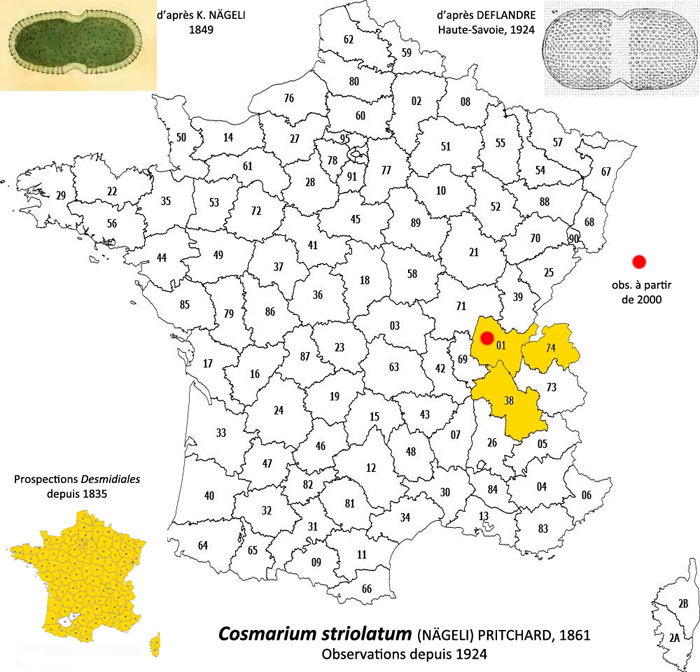 COSMARIUM striolatum #79188