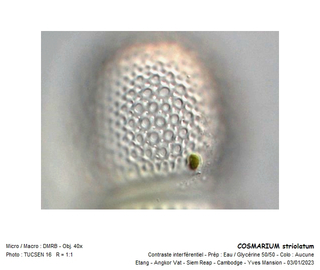 COSMARIUM striolatum #73266