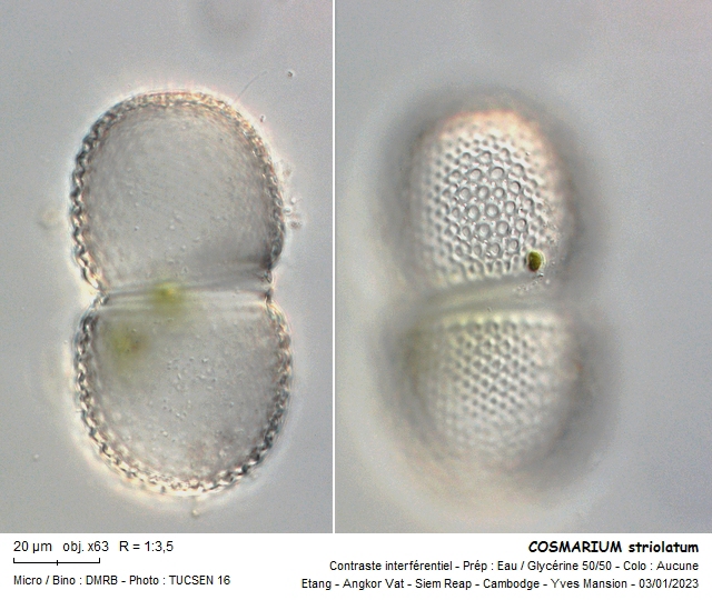 COSMARIUM striolatum #73265