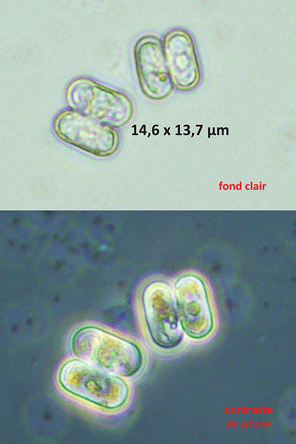 Cosmarium subadoxum Grönblad, 1934 #79516