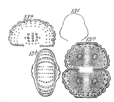 Cosmarium subcostatum Nordstedt var. minus Förster #77576