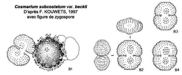 Cosmarium subcostatum Nordstedt var. minus Förster #77578