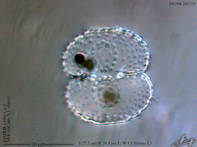 Cosmarium subcostatum #80752
