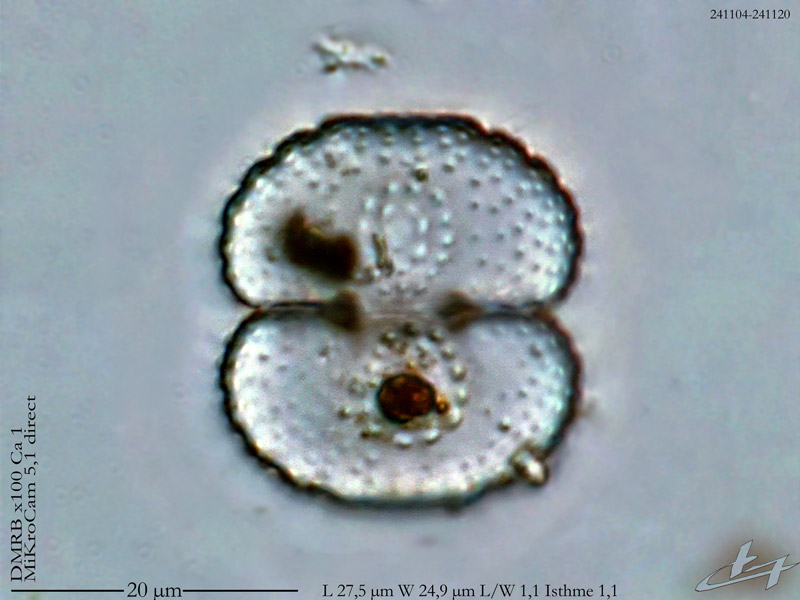 Cosmarium subcostatum #80753