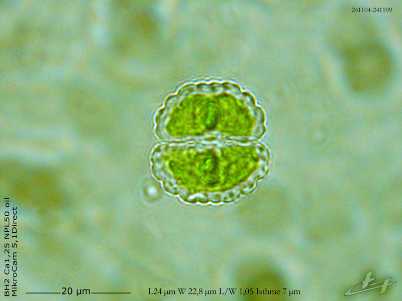 Cosmarium subcostatum #80750