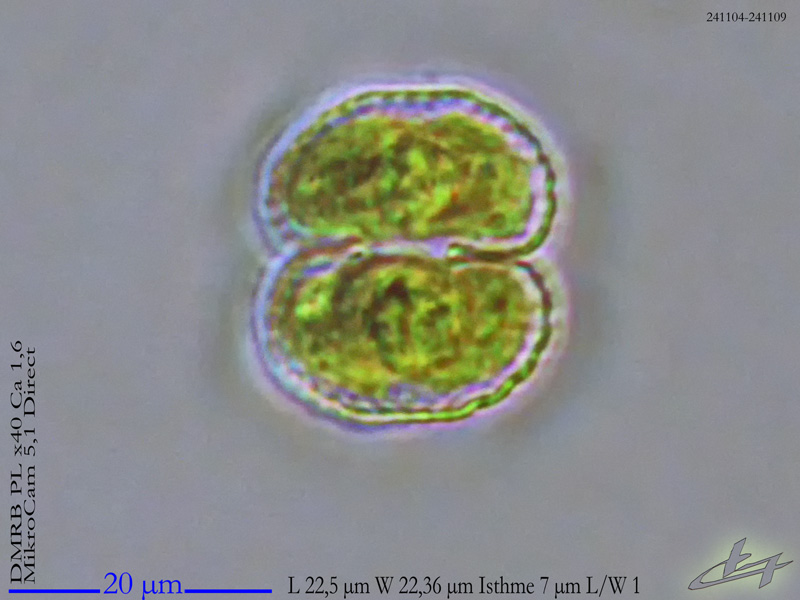 Cosmarium subcostatum #80751