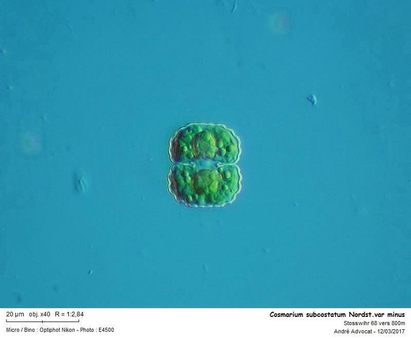 Cosmarium subcostatum Nordstedt var. minus Förster #77305