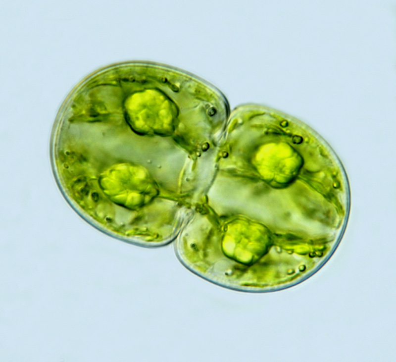 Cosmarium subcucumis - une difformité #17733