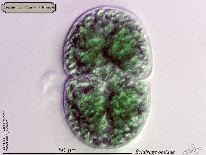 Cosmarium subcucumis Schmidle #64638