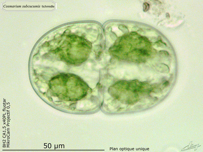 Cosmarium subcucumis Schmidle #64637