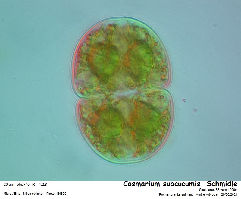 Cosmarium subcucumis Schmidle #79283