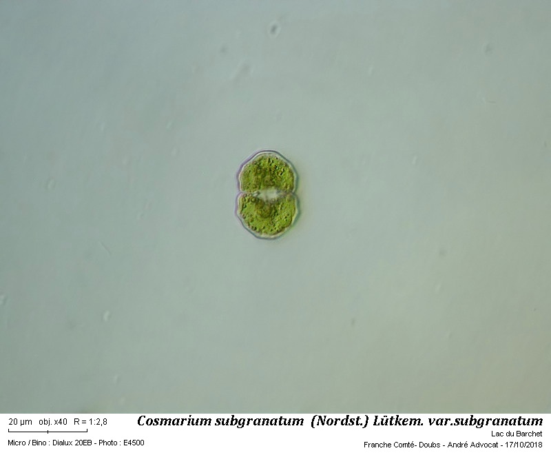 Cosmarium subgranatum  (Nordst.) Lütkem. var. subgranatum #56692