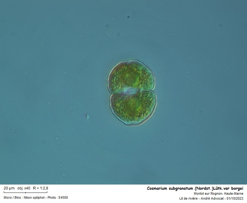Cosmarium subgranatum (Nordst.)Lütk. var borgei #76635