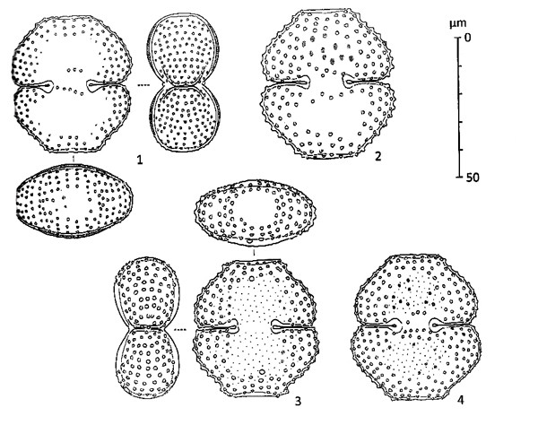 Cosmarium subnudum ( West et G.S.West) Coesel et Meesters #84834
