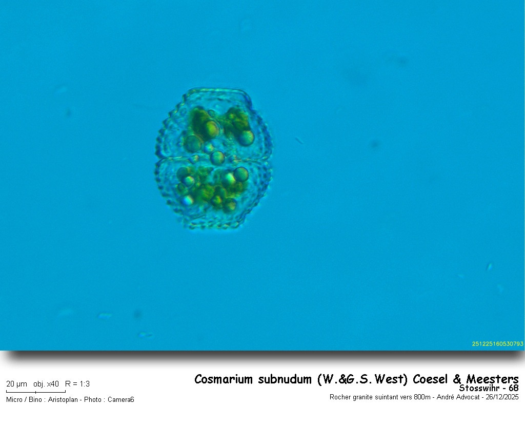 Cosmarium subnudum ( West et G.S.West) Coesel et Meesters #84825