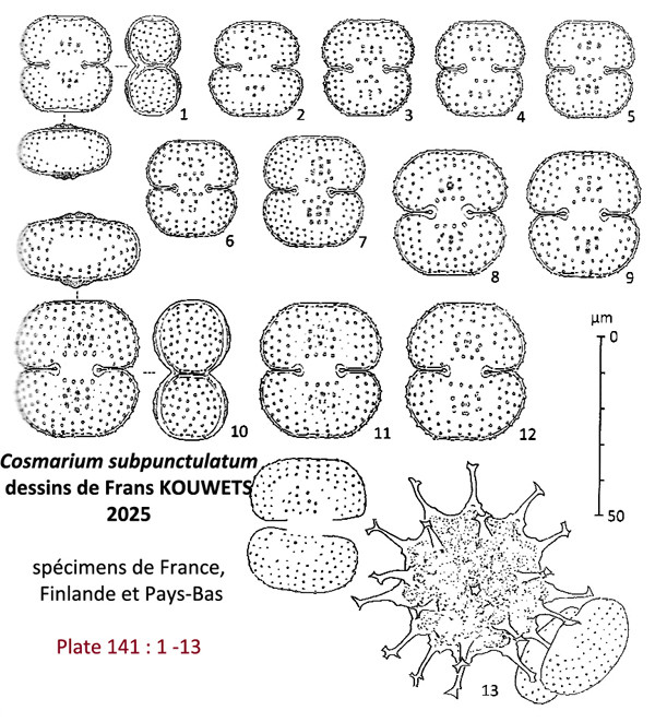 Cosmarium subpunctulatum #85846
