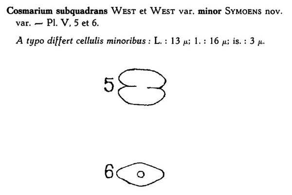 Cosmarium subquadrans W. &. G. S. West #79282