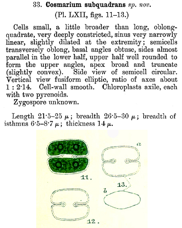 Cosmarium subquadrans W. &. G. S. West #79281