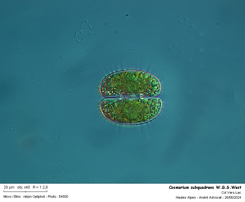 Cosmarium subquadrans W. &. G. S. West #79261
