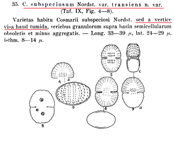 Cosmarium subspeciosiforme F.A.C.Kouwets #85929