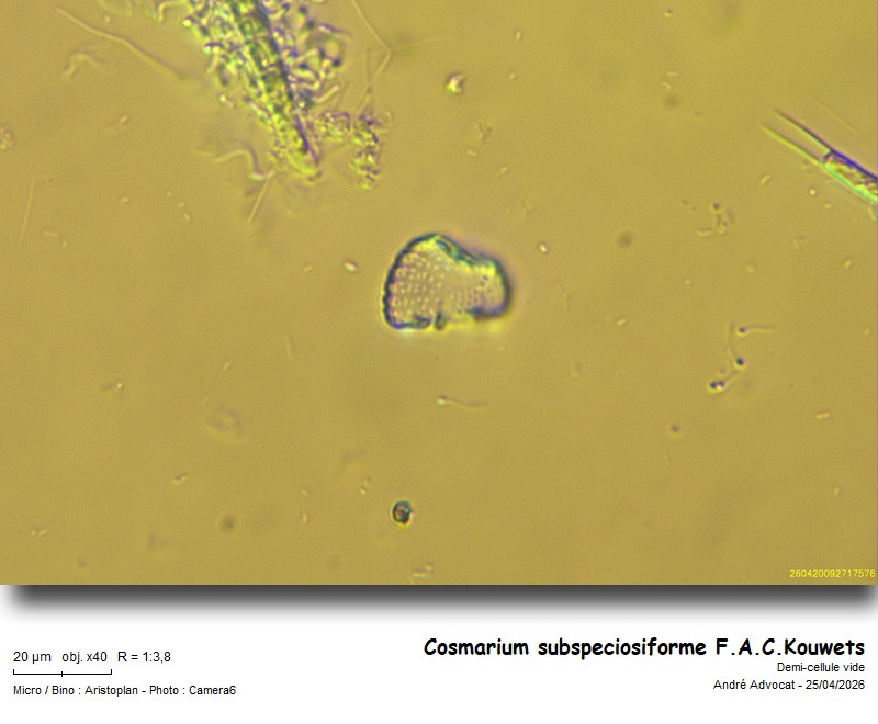 Cosmarium subspeciosiforme F.A.C.Kouwets #85924