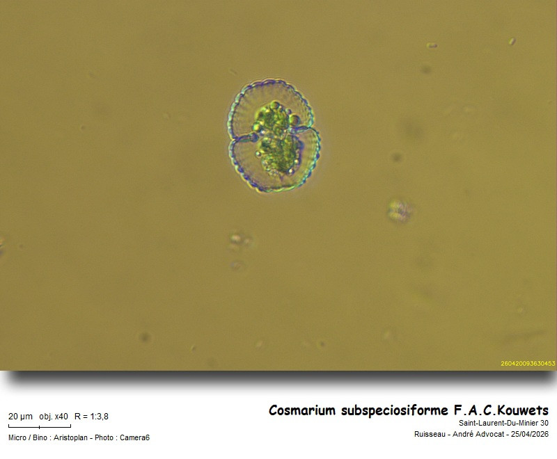 Cosmarium subspeciosiforme F.A.C.Kouwets #85922