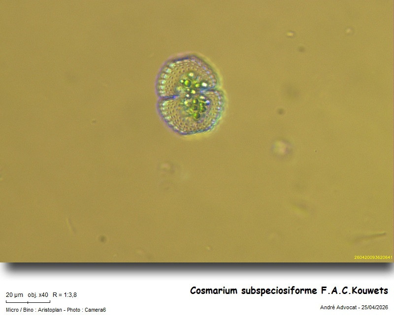 Cosmarium subspeciosiforme F.A.C.Kouwets #85923