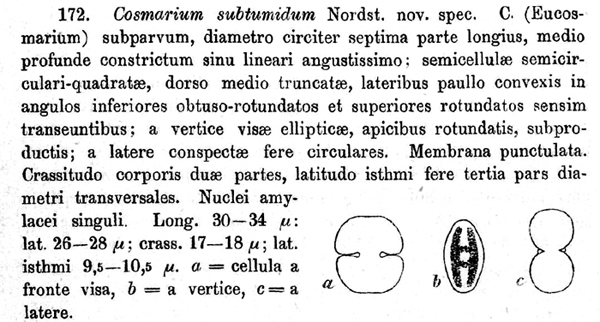 Cosmarium subtumidum Nordstedt #77639