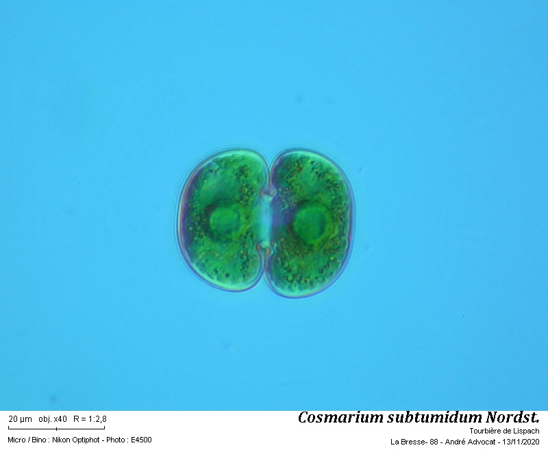 Cosmarium subtumidum Nordstedt #64789