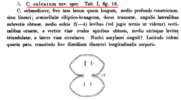 Cosmarium sulcatum Nordstedt #86447