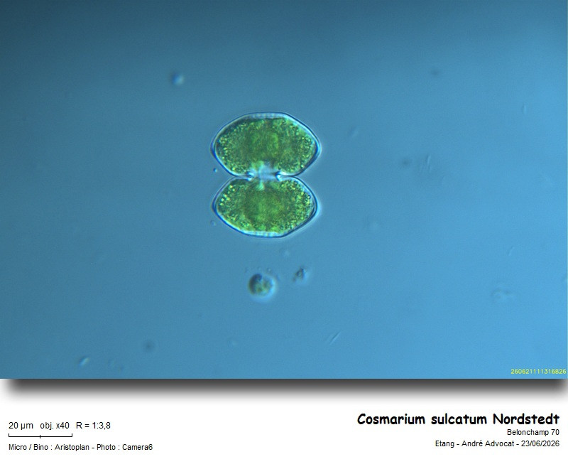 Cosmarium sulcatum Nordstedt #86386