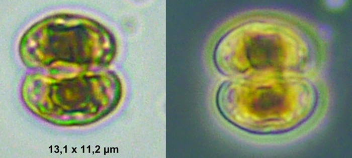 Cosmarium tenue W. Archer 1868 #77177