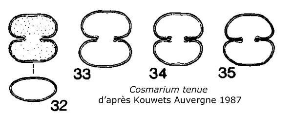 Cosmarium tenue W. Archer 1868 #77169